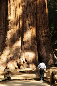 Rotfarnwald, Sequoiawurzel Sempervirens