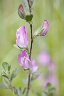 Bilder Datiert 2013 April: Restharren, Onnis Arvensis