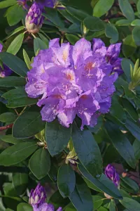 Rhododendron Catawbiense Drucke: Rhododendron, Mountain rosebay