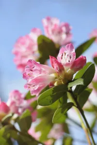 Outdoor Flower Photoshoots Drucke: rhododendron seta