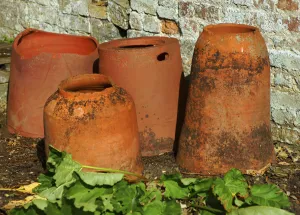 Für das Zwangskochern von Rhubarb