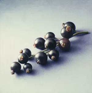 Ribes nigrum Kirsche - Schwarze Kirschbeere