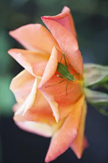 Hybrid Tea Roses Drucke: Rosa Remember me Rose Orange subject