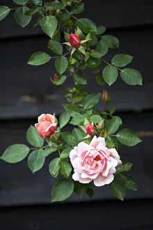 Climbing Rose Drucke: rose, climbing rose, rosa