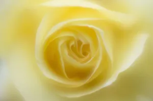 Cottage Garden Plants Drucke: Rose, Rosa Peace