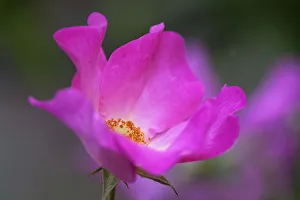 Rose, Rosa Sommerbreeze