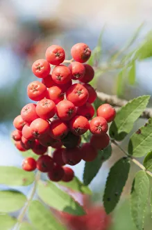Rowan Berries Drucke: Rowan Mountain Ash