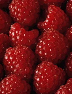 Raspanida Rubellum Rosa Subjekt
