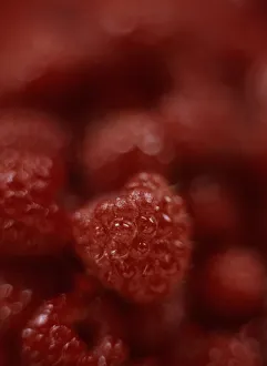 Red Raspberries Drucke: Rubus idaeus Raspberry Red subject Red b/g