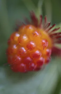 Red Raspberries Drucke: rubus strigosus, raspberry, american raspberry, red subject