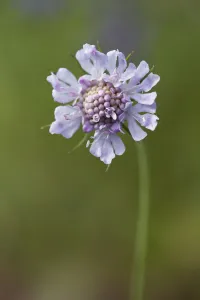 Scabious Flower Drucke: scabious, scabiosa columbaria
