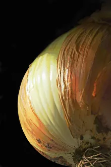 Bilder Datiert 24. September 2014: Showmester Zwiebel