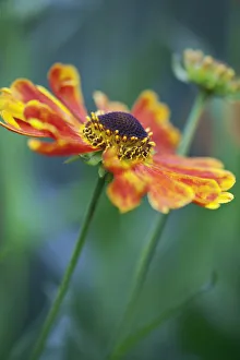 Autumn Blooming Flowers Drucke: Sneezeweed, Helenium Goldrausch, One open flower with red and orange petals