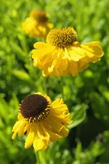 Outdoor Flower Photos Drucke: Sneezeweed, Helenium, Helenium The Bishop