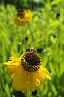 Bilder Datiert 2015 Mai: Helenium des Bischöps