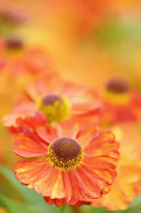 Autumn Flowering Plants Drucke: Sneezeweed, Helenium, Helenium Karneol