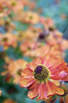 Bilder Datiert 2015 Mai: Schnupfenkräuter, Helenium; Helenium-Karneol