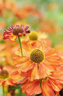 Bilder Datiert 2015 Mai: Helenium-Karneol