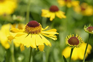 Sneezeweide, Helenium, Gold von der Weisheit