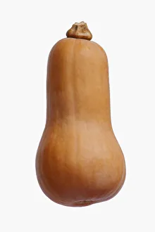 Rote Gurgusteppich (Kürziger Name), Butterkurbelgurke ,Cucurbita moschata. Studienfoto einer einzelnen Gemüseart gegen weißen Hintergrund