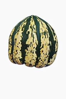 Sweet Dumpling Squash Drucke: Squash, Winter squash Sweet Dumpling, Cucurbita pepo Sweet Dumpling