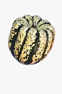 Bilder Datiert 2018 Januar: Ziehende Gurke, Herbstgurke Süßdummling, Cucurbita pepo Süßdummling