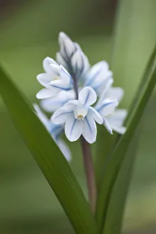 Squill Flower Drucke: squill, puschkinia scilloides