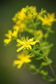 Medicinal Herb Photos Drucke: St Johns wort, Hypericum perforatum, showing clusters of the yellow flowers with