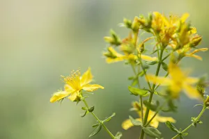 Bilder Datiert 2013 September: Sankt Johannis-Kräuter, Hypericum perforatum, zeigt Körner der gelben Blüten mit
