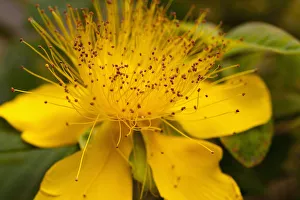 Bilder Datiert 2017 September: St Johnswort, Hypericum perforatum, Nahblick auf gelbe Blüte im Freien mit Staubfäden
