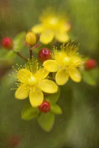 Saint-Johann-Wortsalbei, Hyperikum perfractum