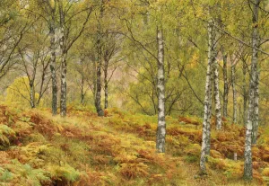 Birch Trees In Autumn Drucke: SUB_0004. tif