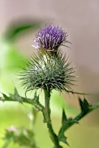 Bilder Datiert 2013: Thistle