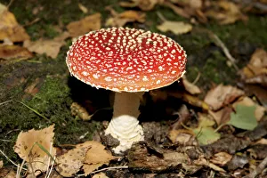 Fly Agaric Fungus Drucke: toadstool
