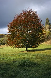 Autumn Beech Tree Drucke: tree, single, common beech tree in autumn foliage. fagus sylvatica. wales gwent monmouth