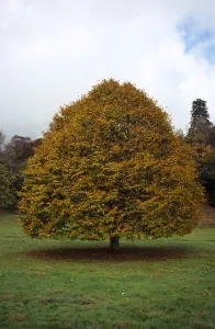Bäume, einzelne kleine Blattlimettree im Herbstlaub. Tilia platyphylla