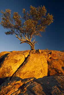Zweierleibaum, zweiter Baum
