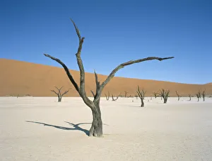 Zweiter Baum, zweiter Baum