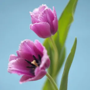 Colourful Spring Flowers Drucke: Tulip, Tulipa