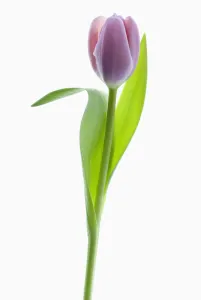 Bilder Datiert 2013 Februar: Tulpe, Tulipe