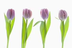 Bilder Datiert 2013 Februar: Tulpe, Tulipe