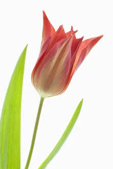 Tulpe, Tulipe