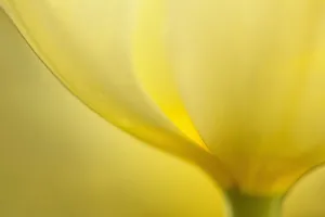 Tulpe, Tulipa