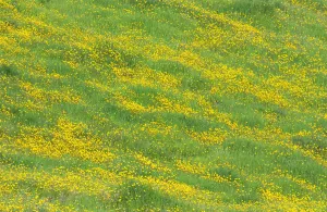 Serene Countryside Views Drucke: varieties not identified Meadow