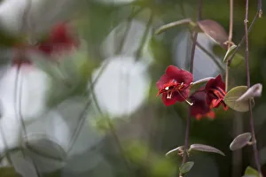Red Flower Close Up Drucke: Variety not identified Red subject