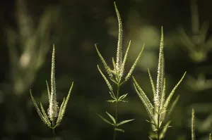 Autumn Flowering Plants Drucke: veronicastrum virginicum, culvers root, pink subject