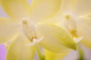 Bright Yellow Flower Drucke: View Front All over colour Alike Bright light