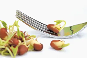 Adzuki-Bohne Vigna angularis Weiß/weiß/biologisch