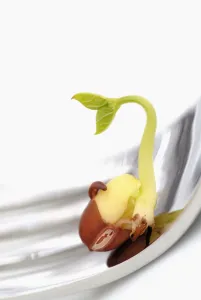 Adzuki-Bohne Vigna angularis Weiß/Weiß