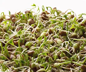 Vigna angularis ist eine weiße Sorte der Azukirube, die in verschiedenen Farben erhältlich ist